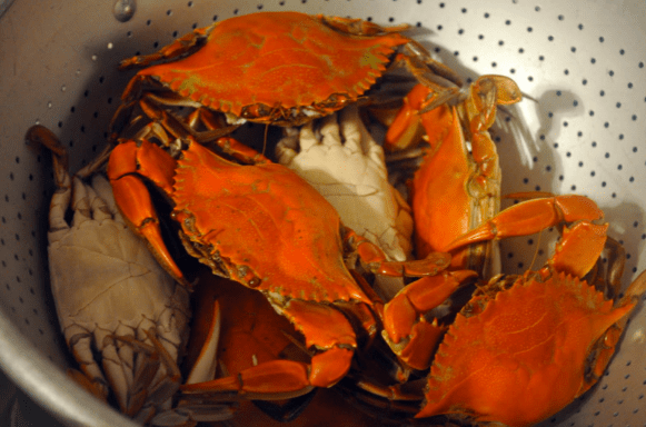 Screen Shot 2016-08-09 at 1.34.34 PM